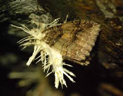 Attēlu rezultāti vaicājumam “Akanthomyces aculeatus”