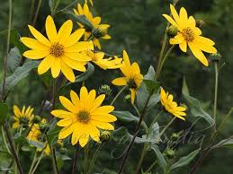 Attēlu rezultāti vaicājumam “Helianthus tuberosus flower”