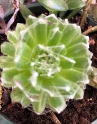 Attēlu rezultāti vaicājumam “Jovibarba globifera leaf”