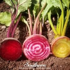 Image result for Beta vulgaris