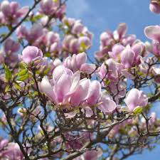 Attēlu rezultāti vaicājumam “Magnolia x soulangeana”