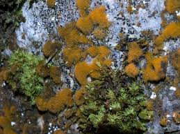 Attēlu rezultāti vaicājumam “Trentepohlia sp.”