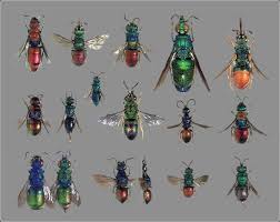 Attēlu rezultāti vaicājumam “Chrysididae”