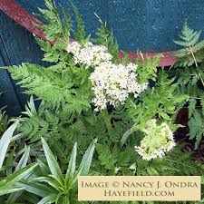 Image result for Myrrhis odorata