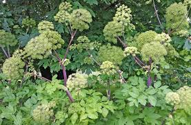 Image result for Angelica archangelica