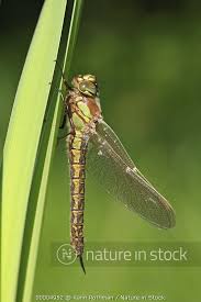 Attēlu rezultāti vaicājumam “Brachytron pratense”