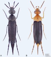 Attēlu rezultāti vaicājumam “Mordellidae”