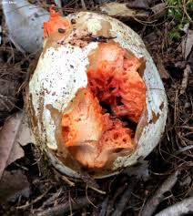 Attēlu rezultāti vaicājumam “Clathrus ruber”