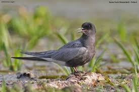 Attēlu rezultāti vaicājumam “Chlidonias niger”