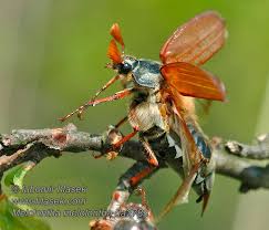 Attēlu rezultāti vaicājumam “Melolontha melolontha”