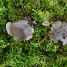 Attēlu rezultāti vaicājumam “Arrhenia retiruga”