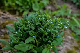 Attēlu rezultāti vaicājumam “Myosotis sparsiflora flower”