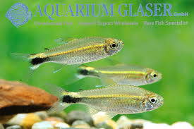 Attēlu rezultāti vaicājumam “Tetratoma ancora”