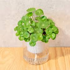 「銅錢草」的圖片搜尋結果