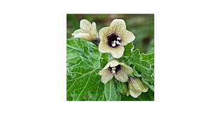 Attēlu rezultāti vaicājumam “Hyoscyamus niger fruit”