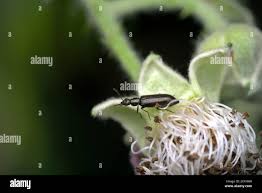 Attēlu rezultāti vaicājumam “Dasytidae”