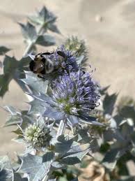 Attēlu rezultāti vaicājumam “Eryngium maritimum”