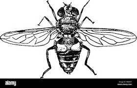 Attēlu rezultāti vaicājumam “Syrphidae”