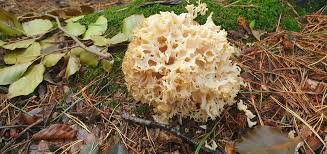 Attēlu rezultāti vaicājumam “Sparassis crispa”