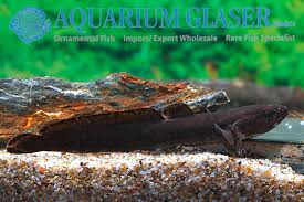 Image result for Lota lota