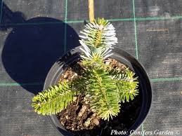 Attēlu rezultāti vaicājumam “Abies veitchii”