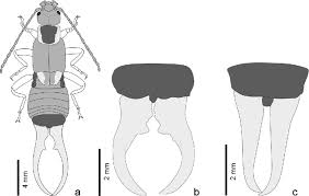 Attēlu rezultāti vaicājumam “Forficula auricularia male”
