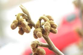 Attēlu rezultāti vaicājumam “Hamamelis japonica bud”