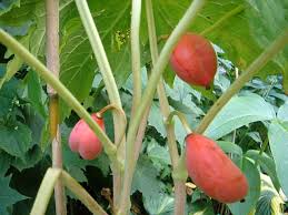 Attēlu rezultāti vaicājumam “Podophyllum hexandrum fruit”