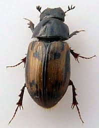 Attēlu rezultāti vaicājumam “Aphodius sp.”