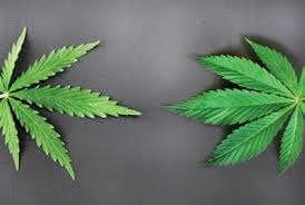 Attēlu rezultāti vaicājumam “Cannabis sativa leaf”