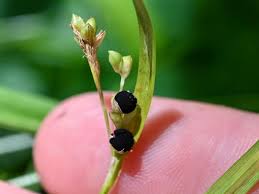 Attēlu rezultāti vaicājumam “Anthracoidea”