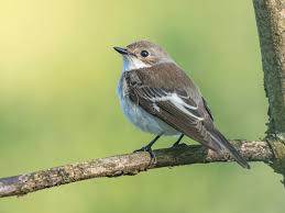 Attēlu rezultāti vaicājumam “Ficedula hypoleuca female”