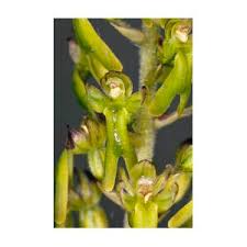 Attēlu rezultāti vaicājumam “Listera ovata flower”