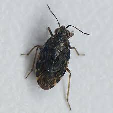 Attēlu rezultāti vaicājumam “Saldula saltatoria”