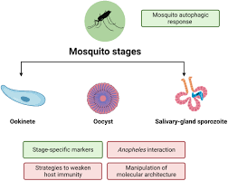 Attēlu rezultāti vaicājumam “Enteridium variabile plasmodium”