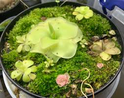 Attēlu rezultāti vaicājumam “Pinguicula vulgaris fruit”