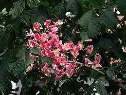 Attēlu rezultāti vaicājumam “Aesculus x neglecta flower”