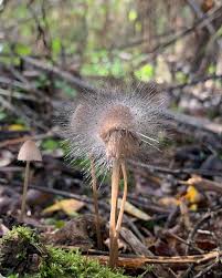 Attēlu rezultāti vaicājumam “Spinellus fusiger”