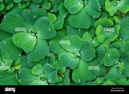 Attēlu rezultāti vaicājumam “Pistia stratiotes leaf”