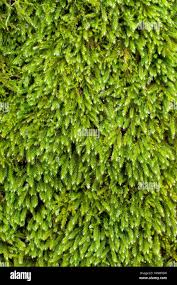 Attēlu rezultāti vaicājumam “Leucodon sciuroides”