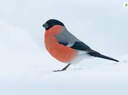 Attēlu rezultāti vaicājumam “Pyrrhula pyrrhula”