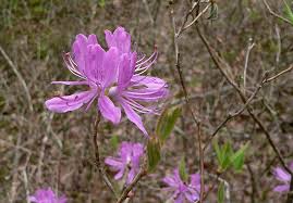 Attēlu rezultāti vaicājumam “Rhododendron canadense”