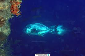 Image result for Trachinotus carolinus