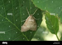 Attēlu rezultāti vaicājumam “Udea prunalis”