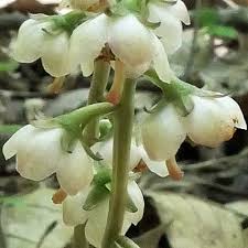 Attēlu rezultāti vaicājumam “Pyrola rotundifolia flower”
