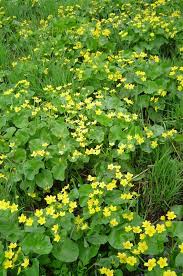 Attēlu rezultāti vaicājumam “Caltha palustris flower”