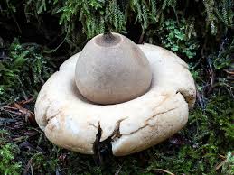 Attēlu rezultāti vaicājumam “Geastrum”