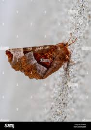 Attēlu rezultāti vaicājumam “Selenia tetralunaria”