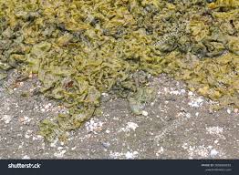 Attēlu rezultāti vaicājumam “Nostoc commune macro”