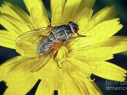 Attēlu rezultāti vaicājumam “Musca domestica”